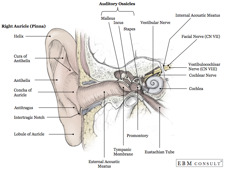 Anatomy Ear (Outer, Middle, Inner)